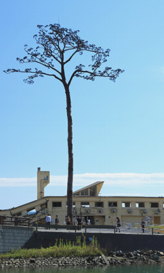 稻米肉牛乳牛产地-岩手县