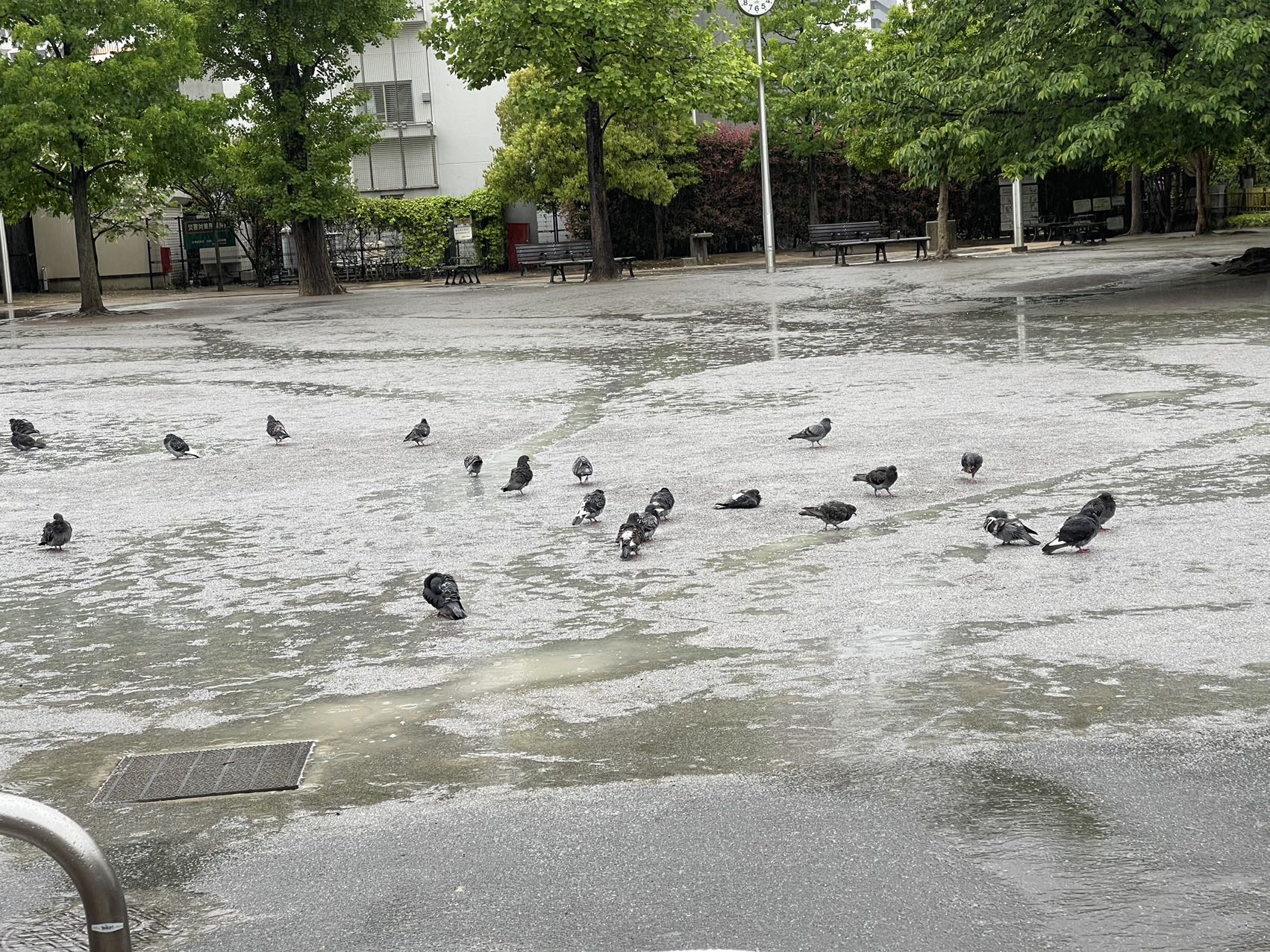 杜鹃啼血猿哀鸣
